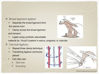 IWantToBecomeAVet.com
Broad ligament ligation:
Separate the broad ligament from
the uterine horn
Clamp across the broad ligament
and transect
Ligate using synthetic absorbable
material (ie. Vicryl) if patient in estrus, pregnant, or vascular
Cervical ligature:
Repeat three clamp technique
Transfixing ligature commonly
placed
• Can also use:
Stick ties
Encircling
 