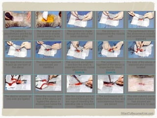 IWantToBecomeAVet.com
 