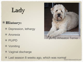 IWantToBecomeAVet.com
LadyLady
History:
Depression, lethargy
Anorexia
PU/PD
Vomiting
Vaginal discharge
Last season 8 weeks ago, which was normal
7 yo FE Wheaton Terrier
 