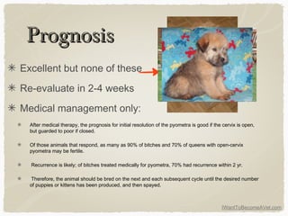 IWantToBecomeAVet.com
PrognosisPrognosis
Excellent but none of these
Re-evaluate in 2-4 weeks
Medical management only:
After medical therapy, the prognosis for initial resolution of the pyometra is good if the cervix is open,
but guarded to poor if closed.
Of those animals that respond, as many as 90% of bitches and 70% of queens with open-cervix
pyometra may be fertile.
Recurrence is likely; of bitches treated medically for pyometra, 70% had recurrence within 2 yr.
Therefore, the animal should be bred on the next and each subsequent cycle until the desired number
of puppies or kittens has been produced, and then spayed.
 