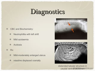 IWantToBecomeAVet.com
DiagnosticsDiagnostics
CBC and Biochemistry:
Neutrophillia with left shift
Mild azotaemia
Acidosis
Rx:
Mild-moderately enlarged uterus
intestine displaced cranially
distended tubular structure in
caudal ventral abdomen
 