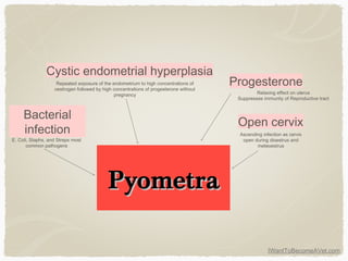 IWantToBecomeAVet.com
PyometraPyometra
Cystic endometrial hyperplasia
Progesterone
Open cervix
Bacterial
infection
E. Coli, Staphs, and Streps most
common pathogens
Relaxing effect on uterus
Suppresses immunity of Reproductive tract
Ascending infection as cervix
open during dioestrus and
meteoestrus
Repeated exposure of the endometrium to high concentrations of
oestrogen followed by high concentrations of progesterone without
pregnancy
 