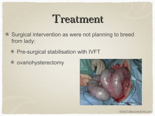 IWantToBecomeAVet.com
TreatmentTreatment
Surgical intervention as were not planning to breed
from lady:
Pre-surgical stabilisation with IVFT
ovariohysterectomy
 
