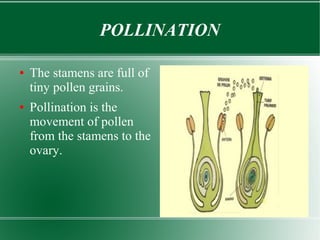 POLLINATION
●

●

The stamens are full of
tiny pollen grains.
Pollination is the
movement of pollen
from the stamens to the
ovary.

 