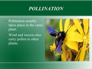 POLLINATION
●

●

Pollination usually
takes place in the same
plant.
Wind and insects also
carry pollen to other
plants.

 