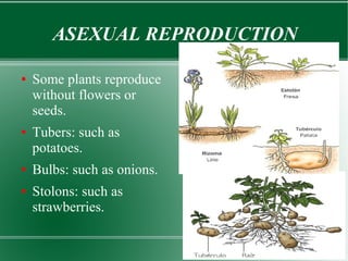ASEXUAL REPRODUCTION
●

●

●
●

Some plants reproduce
without flowers or
seeds.

12

10

Tubers: such as
potatoes.

8

Bulbs: such as onions.

4

Stolons: such as
strawberries.

2

Column 1
Column 2
Column 3

6

0
Row 1

Row 2

Row 3

Row 4

 