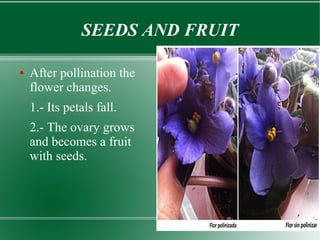 SEEDS AND FRUIT
●

After pollination the
flower changes.
1.- Its petals fall.
2.- The ovary grows
and becomes a fruit
with seeds.

 