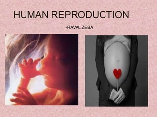 HUMAN REPRODUCTION
-RAVAL ZEBA
 