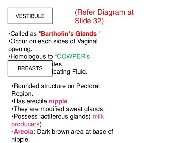 How females secrete vaginal fluid video
