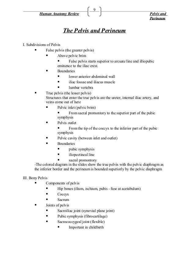 Viva Questions Of Pelvis And Perinium Anatomy
