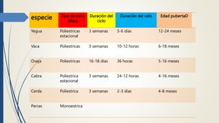 especie Tipo de ciclo
(días)
Duración del
ciclo
Duración del celo Edad pubertaD
Yegua Poliestricas
estacional
3 semanas 5-6 días 12-24 meses
Vaca Poliestricas 3 semanas 10-12 horas 6-18 meses
Oveja Poliestricas 16-18 días 36 horas 5-16 meses
Cabra Poliestrica
estacional
3 semanas 24-12 horas 4-16 meses
Cerda Poliestrica 3 semanas 2-3 días 4-8 meses
Perras Monoestrica
 