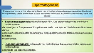 Espermatogénesis
Proceso que ocurre en los tubos seminíferos y en el cual se originan los espermatozoides. Comienza
en la pubertad y desde entonces se sucede de manera continuada. El proceso dura 60 días y tiene dos
etapas:
 Espermatocitogenesis: estimulada por FSH. Las espermatogonias se dividen
mitóticamente
dando origen a 2 espermatocitos primarios cada una, que se dividirán meioticamente
dando
origen a 2 espermatocitos secundarios, estos posteriormente darán origen a 2 células
llamadas
espermatides.
 Espermiogenesis: estimulada por testosterona. La s espermatides sufren una
metamorfosis
originando los espermatozoides.
 