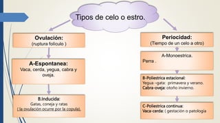 Tipos de celo o estro.
Ovulación:
(ruptura folículo )
Periocidad:
(Tiempo de un celo a otro)
A-Espontanea:
Vaca, cerda, yegua, cabra y
oveja.
A-Monoestrica.
Perra .
B.Inducida:
Gatas, coneja y ratas
( la ovulación ocurre por la copula).
B-Poliestrica estacional:
Yegua –gata: primavera y verano.
Cabra-oveja: otoño invierno.
C-Poliestrica continua:
Vaca-cerda: ( gestación o patología
 