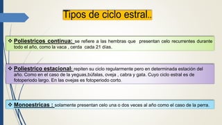  Poliestricos continua: se refiere a las hembras que presentan celo recurrentes durante
todo el año, como la vaca , cerda cada 21 días.
 Poliestrico estacional: repiten su ciclo regularmente pero en determinada estación del
año. Como en el caso de la yeguas,búfalas, oveja , cabra y gata. Cuyo ciclo estral es de
fotoperiodo largo. En las ovejas es fotoperiodo corto.
 Monoestricas : solamente presentan celo una o dos veces al año como el caso de la perra.
 