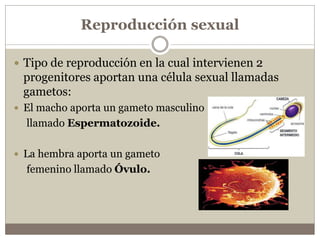 Reproducción sexual
 Tipo de reproducción en la cual intervienen 2
progenitores aportan una célula sexual llamadas
gameto...