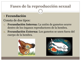 Fases de la reproducción sexual
 En cuanto al desarrollo del cigoto, este sigue su
proceso de división celular, hasta for...