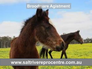 Broodmare Agistment




www.saltrivereprocentre.com.au
 