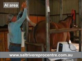 AI area




  www.saltrivereprocentre.com.au
 
