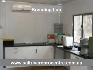 Breeding Lab




www.saltrivereprocentre.com.au
 