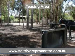 Teasing Area




www.saltrivereprocentre.com.au
 