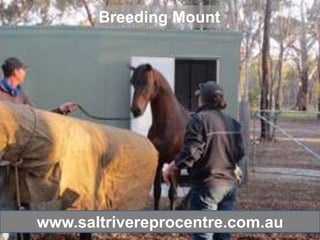 Breeding Mount




www.saltrivereprocentre.com.au
 