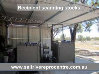 Recipient scanning stocks




www.saltrivereprocentre.com.au
 