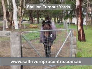 Stallion Turnout Yards




www.saltrivereprocentre.com.au
 
