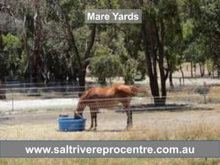 Mare Yards




www.saltrivereprocentre.com.au
 