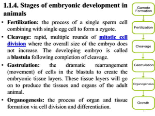 1.1.4. Stages of embryonic development in
animals
• Fertilization: the process of a single sperm cell
combining with single egg cell to form a zygote.
• Cleavage: rapid, multiple rounds of mitotic cell
division where the overall size of the embryo does
not increase. The developing embryo is called
a blastula following completion of cleavage.
• Gastrulation: the dramatic rearrangement
(movement) of cells in the blastula to create the
embryonic tissue layers. These tissue layers will go
on to produce the tissues and organs of the adult
animal.
• Organogenesis: the process of organ and tissue
formation via cell division and differentiation.
11
 