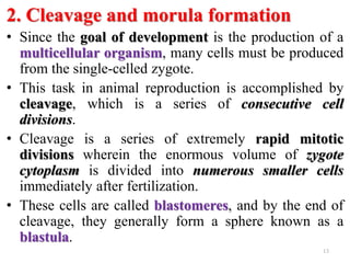 2. Cleavage and morula formation
• Since the goal of development is the production of a
multicellular organism, many cells must be produced
from the single-celled zygote.
• This task in animal reproduction is accomplished by
cleavage, which is a series of consecutive cell
divisions.
• Cleavage is a series of extremely rapid mitotic
divisions wherein the enormous volume of zygote
cytoplasm is divided into numerous smaller cells
immediately after fertilization.
• These cells are called blastomeres, and by the end of
cleavage, they generally form a sphere known as a
blastula.
13
 