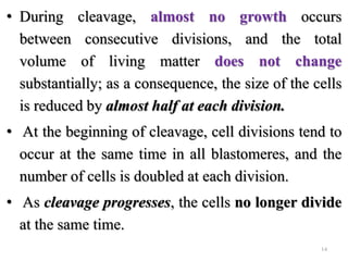 • During cleavage, almost no growth occurs
between consecutive divisions, and the total
volume of living matter does not change
substantially; as a consequence, the size of the cells
is reduced by almost half at each division.
• At the beginning of cleavage, cell divisions tend to
occur at the same time in all blastomeres, and the
number of cells is doubled at each division.
• As cleavage progresses, the cells no longer divide
at the same time.
14
 