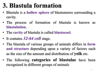 3. Blastula formation
• Blastula is a hollow sphere of blastomeres surrounding a
cavity.
• The process of formation of blastula is known as
blastulation.
• The cavity of blastula is called blastocoel.
• It contains 32-64 cell stage.
• The blastula of various groups of animals differs in form
and structure depending upon a variety of factors such
as the size of the amount and distribution of yolk etc.
• The following categories of blastulae have been
recognized in different groups of animals
17
 