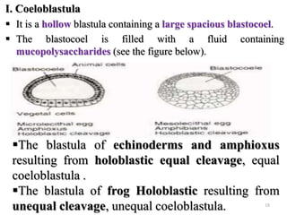 I. Coeloblastula
 It is a hollow blastula containing a large spacious blastocoel.
 The blastocoel is filled with a fluid containing
mucopolysaccharides (see the figure below).
18
The blastula of echinoderms and amphioxus
resulting from holoblastic equal cleavage, equal
coeloblastula .
The blastula of frog Holoblastic resulting from
unequal cleavage, unequal coeloblastula.
 