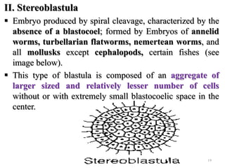 II. Stereoblastula
 Embryo produced by spiral cleavage, characterized by the
absence of a blastocoel; formed by Embryos of annelid
worms, turbellarian flatworms, nemertean worms, and
all mollusks except cephalopods, certain fishes (see
image below).
 This type of blastula is composed of an aggregate of
larger sized and relatively lesser number of cells
without or with extremely small blastocoelic space in the
center.
19
 