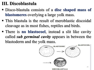 III. Discoblastula
 Disco-blastula consists of a disc shaped mass of
blastomeres overlying a large yolk mass.
 This blastula is the result of meroblastic discoidal
cleavage as in most fishes, reptiles and birds.
 There is no blastocoel, instead a slit like cavity
called sub germinal cavity appears in between the
blastoderm and the yolk mass.
20
 