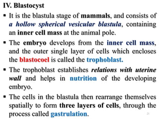 IV. Blastocyst
 It is the blastula stage of mammals, and consists of
a hollow spherical vesicular blastula, containing
an inner cell mass at the animal pole.
 The embryo develops from the inner cell mass,
and the outer single layer of cells which encloses
the blastocoel is called the trophoblast.
 The trophoblast establishes relations with uterine
wall and helps in nutrition of the developing
embryo.
 The cells in the blastula then rearrange themselves
spatially to form three layers of cells, through the
process called gastrulation. 21
 