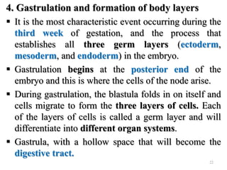 4. Gastrulation and formation of body layers
 It is the most characteristic event occurring during the
third week of gestation, and the process that
establishes all three germ layers (ectoderm,
mesoderm, and endoderm) in the embryo.
 Gastrulation begins at the posterior end of the
embryo and this is where the cells of the node arise.
 During gastrulation, the blastula folds in on itself and
cells migrate to form the three layers of cells. Each
of the layers of cells is called a germ layer and will
differentiate into different organ systems.
 Gastrula, with a hollow space that will become the
digestive tract.
22
 