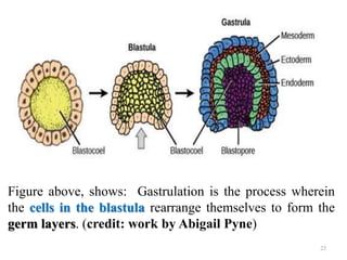 Figure above, shows: Gastrulation is the process wherein
the cells in the blastula rearrange themselves to form the
germ layers. (credit: work by Abigail Pyne)
23
 