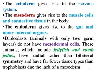 The ectoderm gives rise to the nervous
system.
The mesoderm gives rise to the muscle cells
and connective tissue in the body.
The endoderm gives rise to the gut and
many internal organs.
Diploblasts (animals with only two germ
layers) do not have mesodermal cells. These
animals, which include jellyfish and comb
jellies, have radial rather than bilateral
symmetry and have far fewer tissue types than
trophoblasts due the lack of a mesoderm 24
 