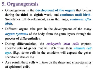 5. Organogenesis
• Organogenesis is the development of the organs that begins
during the third to eighth week, and continues until birth.
Sometimes full development, as in the lungs, continues after
birth.
• Different organs take part in the development of the many
organ systems of the body, from the germ layers through the
process of differentiation.
• During differentiation, the embryonic stem cells express
specific sets of genes that will determine their ultimate cell
type, (E.g., some cells in the ectoderm will express the genes
specific to skin cells).
• As a result, these cells will take on the shape and characteristics
of epidermal cells. 27
 