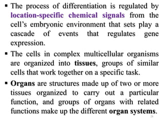  The process of differentiation is regulated by
location-specific chemical signals from the
cell’s embryonic environment that sets play a
cascade of events that regulates gene
expression.
 The cells in complex multicellular organisms
are organized into tissues, groups of similar
cells that work together on a specific task.
 Organs are structures made up of two or more
tissues organized to carry out a particular
function, and groups of organs with related
functions make up the different organ systems.
28
 