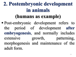 2. Postembryonic development
in animals
(humans as example)
 Post-embryonic development refers to
the period of development after
embryogenesis, and normally includes
extensive growth, patterning,
morphogenesis and maintenance of the
adult form.
29
 