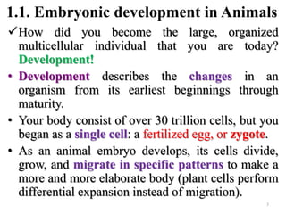 1.1. Embryonic development in Animals
How did you become the large, organized
multicellular individual that you are today?
Development!
• Development describes the changes in an
organism from its earliest beginnings through
maturity.
• Your body consist of over 30 trillion cells, but you
began as a single cell: a fertilized egg, or zygote.
• As an animal embryo develops, its cells divide,
grow, and migrate in specific patterns to make a
more and more elaborate body (plant cells perform
differential expansion instead of migration).
3
 