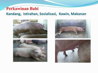 reprod babi.ppt