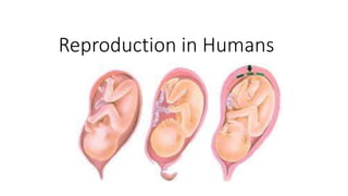 Reproduction in Humans
 