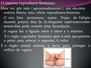 O sistema reprodutor feminino
Uma vez pôr mês ( aproximadamente ), um dos dois
ovários liberta uma célula reprodutora feminina.
- O ovo. Este permanece numa Tropa de Falópio
durante poucos dias. Se lá chegarem espermatozóides
nesses dias, pode ocorrer uma fecundação.
- A vagina faz a ligação entre o útero e o exterior.
É o órgão copulador feminino pois é nela que penetra
o pénis para colocar o esperma. A vulva
É o órgão sexual externo e serve para proteger o
orifício da vagina.

 