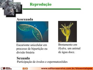 Reprodução Assexuada Sexuada Participação de óvulos e espermatozóides Eucarionte unicelular em processo de bipartição ou divisão binária Brotamento em  Hydra,  um animal de água doce. 