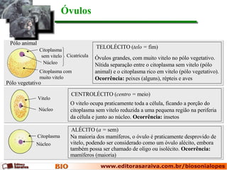 O vitelo ocupa praticamente toda a célula, ficando a porção do citoplasma sem vitelo reduzida a uma pequena região na periferia da célula e junto ao núcleo.  Ocorrência:  insetos Pólo animal Pólo vegetativo Óvulos grandes, com muito vitelo no pólo vegetativo. Nítida separação entre o citoplasma sem vitelo (pólo animal) e o citoplasma rico em vitelo (pólo vegetativo).  Ocorrência:  peixes (alguns), répteis e aves Na maioria dos mamíferos, o óvulo é praticamente desprovido de vitelo, podendo ser considerado como um óvulo alécito, embora também possa ser chamado de oligo ou isolécito.  Ocorrência:  mamíferos (maioria) Óvulos CENTROLÉCITO ( centro =  meio) TELOLÉCITO ( telo =  fim) ALÉCITO ( a =  sem) Citoplasma sem vitelo Núcleo Citoplasma com muito vitelo Vitelo Núcleo Citoplasma Núcleo Cicatrícula 