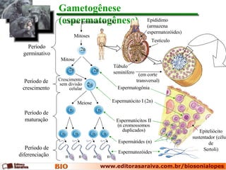 Gametogênese (espermatogênese) Células germinativas (2n) Período germinativo Período de crescimento Período de maturação Período de diferenciação Espermatozóides Epidídimo (armazena espermatozóides) Túbulo seminífero Mitoses 2n Mitose 2n 2n Meiose n n n n n n n n n n 2n Crescimento sem divisão celular Testículo Espermatogônia Espermatócito I (2n) Espermatócitos II (n cromossomos duplicados) Espermátides   (n) Epiteliócito sustentador (célula de Sertoli) (em corte transversal) 
