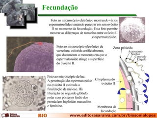 Foto ao microscópio eletrônico mostrando vários espermatozóides tentando penetrar em um ovócito II no momento da fecundação. Esta foto permite mostrar as diferenças de tamanho entre ovócito II e espermatozóide.  Foto ao microscópio de luz.  A penetração do espermatozóide no ovócito II estimula a finalização da meiose. Há liberação do segundo glóbulo polar com posterior fusão dos pronúcleos haplóides masculino e feminino. Fecundação Foto ao microscópio eletrônico de varredura, colorida artificialmente, que documenta o momento em que o espermatozóide atinge a superfície do ovócito II. Zona pelúcida Acrossomo Núcleo Centríolo Flagelo Citoplasma do ovócito II Membrana de fecundação 